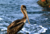Pelican - Puerto Escondido, Mexico, 1982